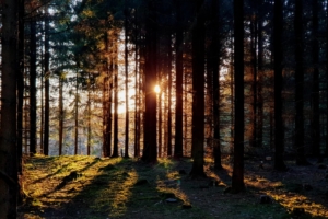 dekorbild