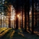 dekorbild - Spiransia Medveten Arbetsplats, koncept för utveckling av arbetsmiljö, samarbete, psykisk hälsa och motivation. Self-Determination Theory SDT, Inner Development Goals, IDG. Organisation, team, arbetsuppgifter, implementering, vardagsträning, grupparbete.