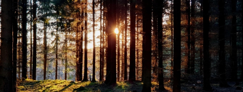 dekorbild - Spiransia Medveten Arbetsplats, koncept för utveckling av arbetsmiljö, samarbete, psykisk hälsa och motivation. Self-Determination Theory SDT, Inner Development Goals, IDG. Organisation, team, arbetsuppgifter, implementering, vardagsträning, grupparbete.